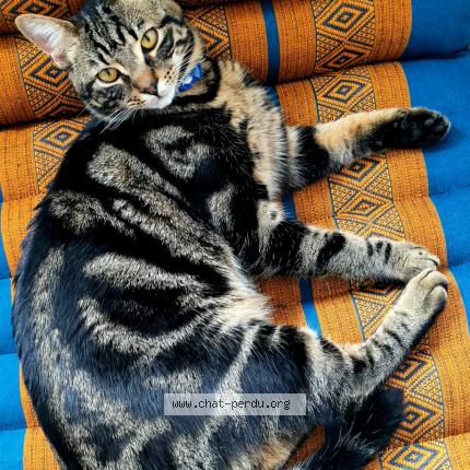 Photo 1/1 LOBO Chat lost in Couddes