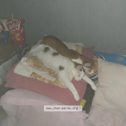 Photo 1/1 Chipie Chat lost in Vx charmont