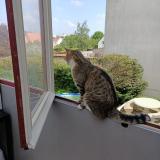 Picture of cat lost at Rosny Sur Seine