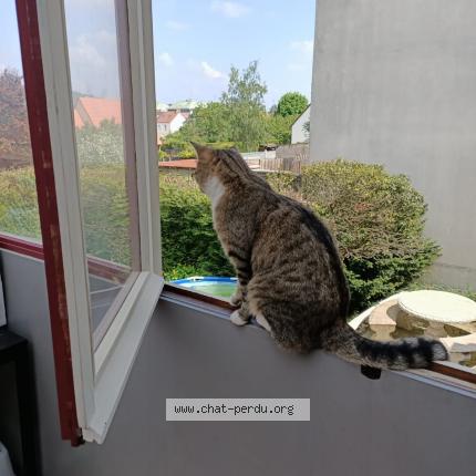 Photo 1/1 Minato Chat lost in Rosny sur seine