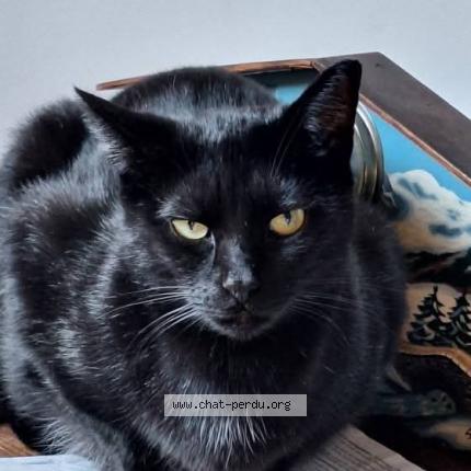 Photo 1/1 Bébé Chat lost in Boninne
