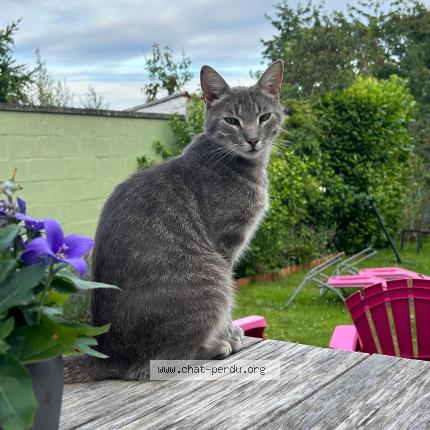 Photo 1/1 Nala Chat lost in La hulpe