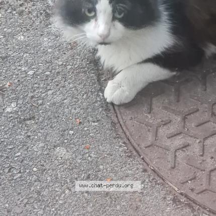 Photo 1/1 Found cat Found in Eragny sur oise