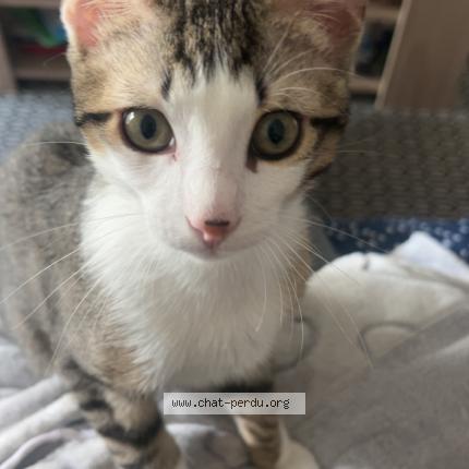 Photo 1/1 Ares Chat lost in Nimes