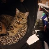 Picture of cat lost at Artenay