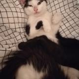 Picture of cat lost at Artenay