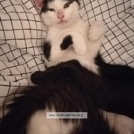 Photo 1/1 Cat reunited Lost in Artenay