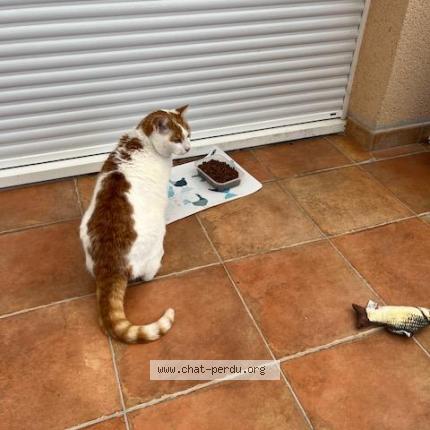 Photo 1/1 Cat reunited Lost in Geffosses