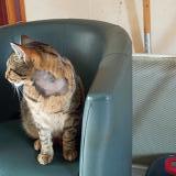 Picture of cat lost at Luzech