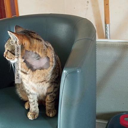 Photo 1/2 Paulo Chat lost in Luzech