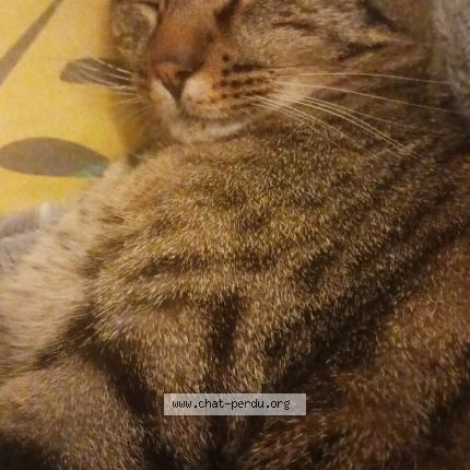 Photo 2/2 Paulo Chat lost in Luzech