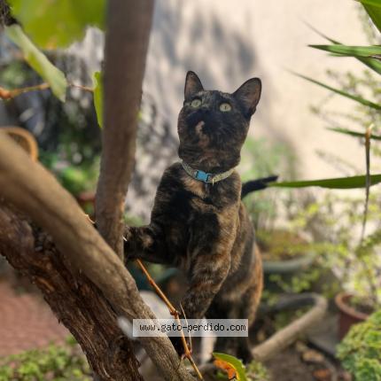 Photo 1/1 manchita Chat lost in Las condes