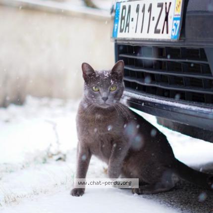 Photo 1/1 west Chat lost in Rochonvillers