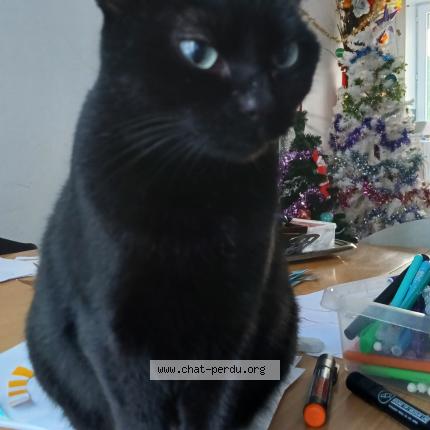 Photo 1/1 Fripouille Chat lost in Saujon