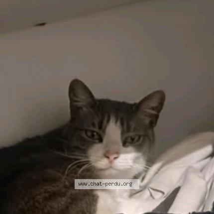 Photo 1/1 Nao Chat lost in Saint etienne