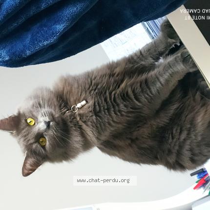 Photo 1/1 Ulya Chat lost in Tillay le peneux