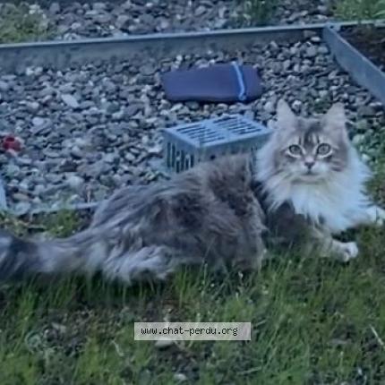 Photo 1/1 Kouki Chat lost in Toulouse