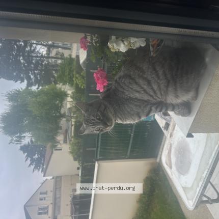 Photo 1/1 Found cat Found in Villiers le bel