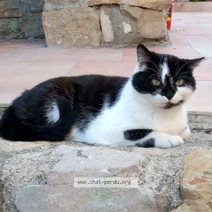 Photo 1/1 Ninou Chat lost in Mailhac