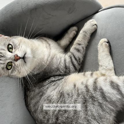 Photo 1/1 Minouche Chat lost in Donville les bains