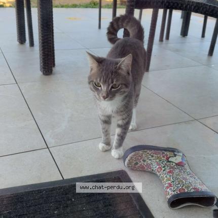 Photo 1/1 Found cat Found in Vayres