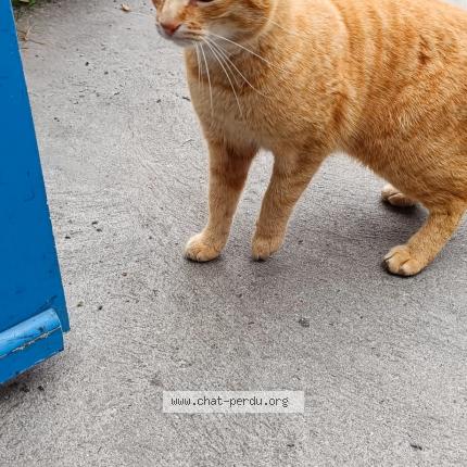 Photo 1/1 Found cat Found in Dammarie les lys