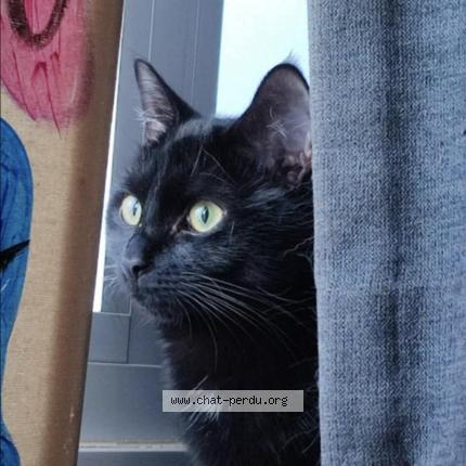 Photo 1/1 Blue blue Chat lost in Bruxelles