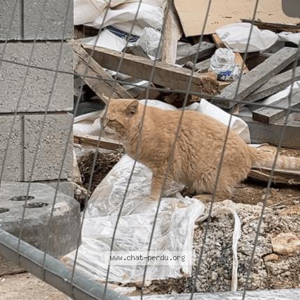 Photo 1/1 Found cat Found in Saint maur des fosses