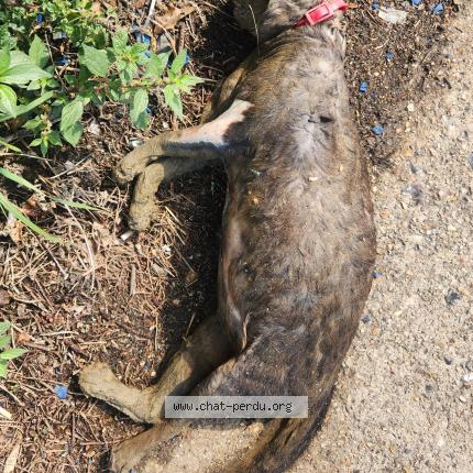 Photo 1/1 Found cat Found in Pantin