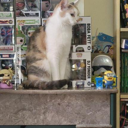 Photo 1/1 Found cat Found in Bully les mines