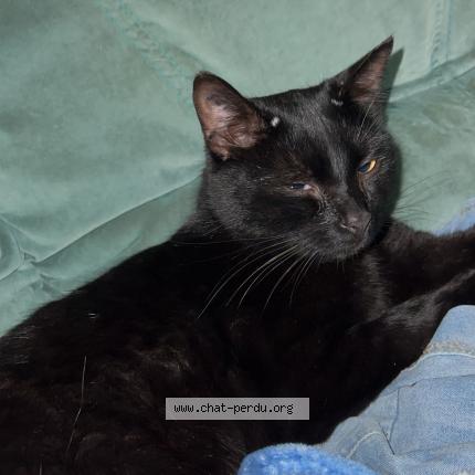 Photo 1/1 Dallas Chat lost in Montmorillon