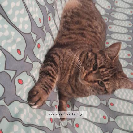 Photo 1/1 Kirby "kurby" Chat lost in Lorgues