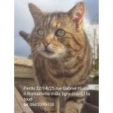 Picture of cat lost at Romainville