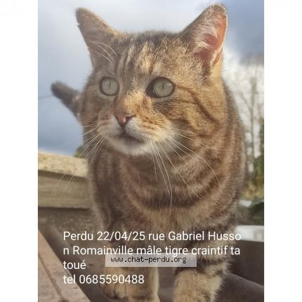 Photo 1/1 Mister Nono Chat lost in Romainville