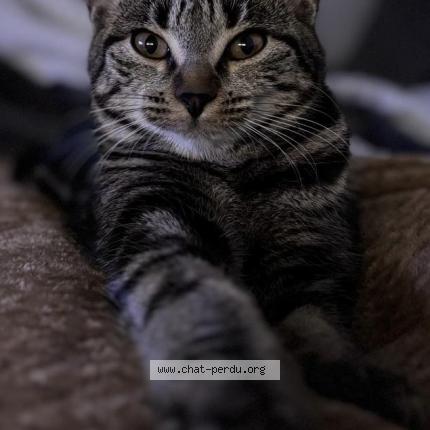 Photo 1/1 Nala Chat lost in Le mans