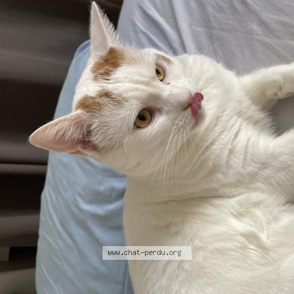 Photo 1/1 Kiko Chat lost in Tarbes