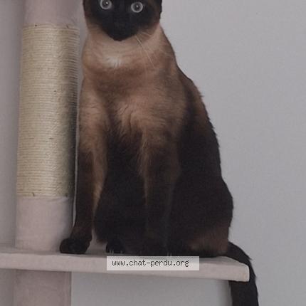 Photo 1/1 Eros Chat lost in Sautron