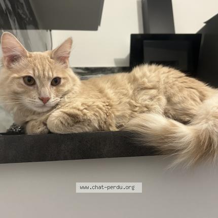 Photo 1/1 Tigros Chat lost in Monchy saint eloi