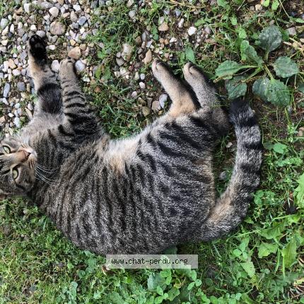 Photo 1/1 Tony Chat lost in Sablons