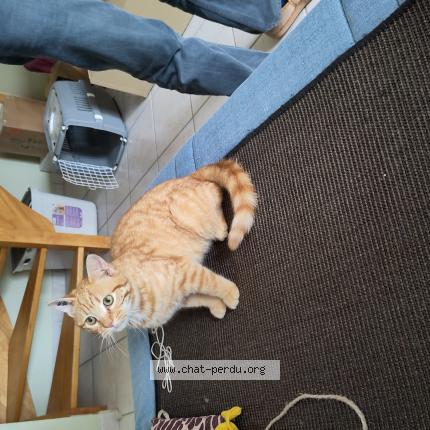 Photo 1/1 Cat reunited Lost in Montpellier