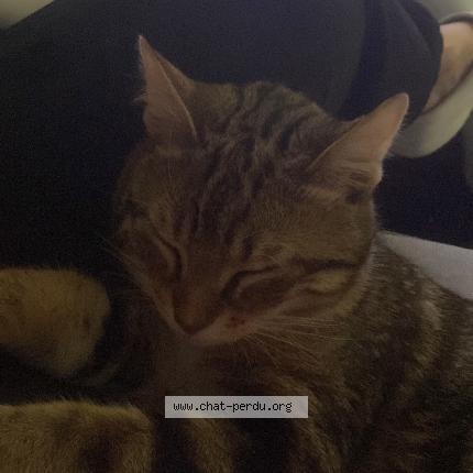 Photo 1/1 Levi Chat lost in Saint ouen sur seine