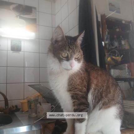 Photo 1/1 Gaston Chat lost in Argenteuil