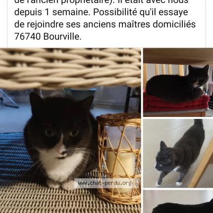 Photo 1/1 Beny Chat lost in Allainville