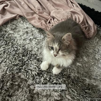 Photo 1/1 Baguera Chat lost in Ales