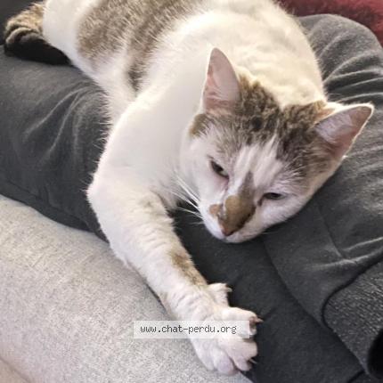 Photo 1/1 Fouine Nino Chat lost in Cormeilles en parisis