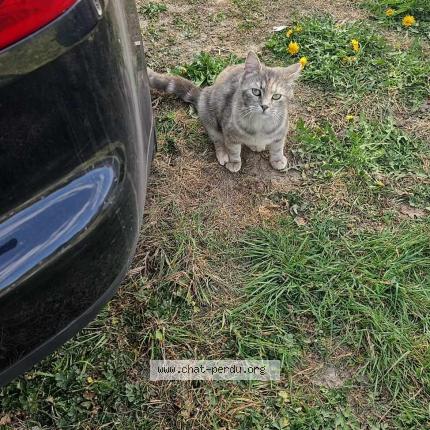 Photo 1/1 Venus Chat lost in Ricarville