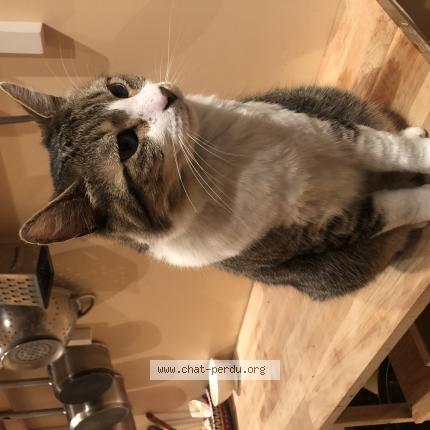 Photo 1/1 Jony Chat lost in Rouen