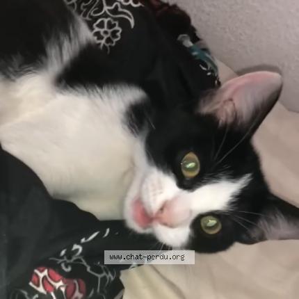 Photo 1/1 Charlie Chat lost in Nimes