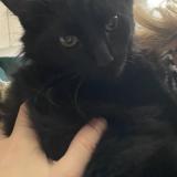 Picture of cat lost at Patay