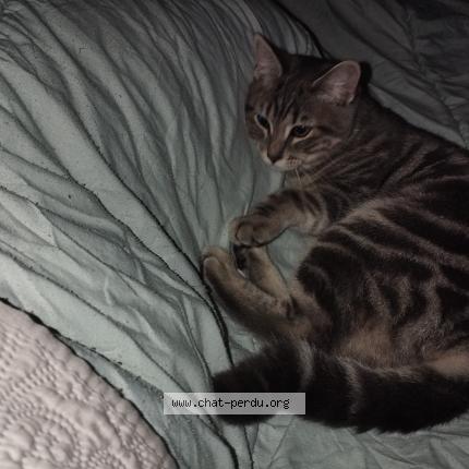 Photo 1/1 Lola Chat lost in Herseaux